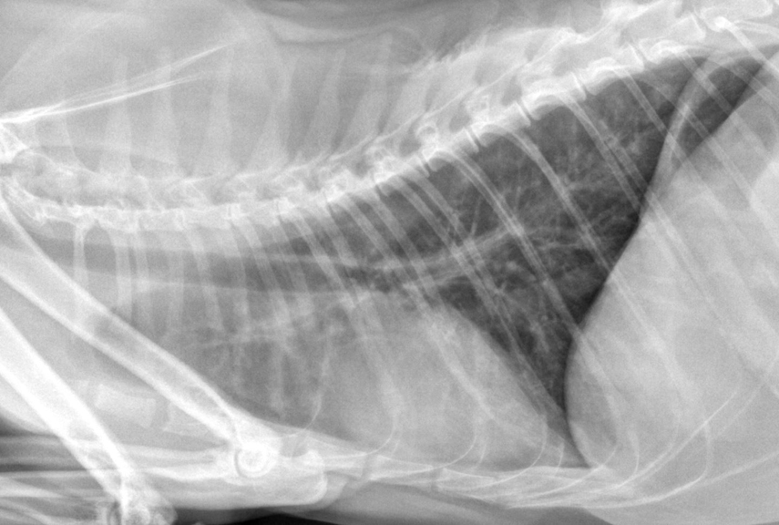 worka/vanillajswheelzoom